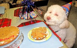 happy dog