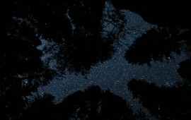 cielo bosque