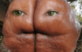culo cara