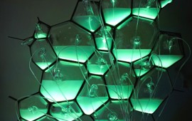 Bioluz
