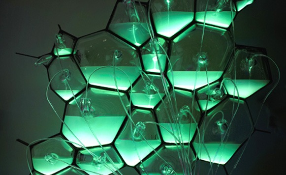 Bioluz generada a partir de desechos domésticos (Por Iohanna Küppers – Gentileza de Franca Passaglia)