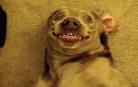 perro_rraro
