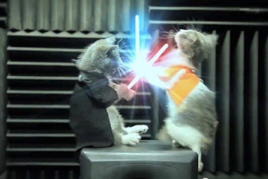 jedi kittens