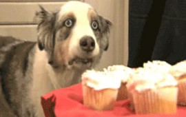 perro_hipnotizado